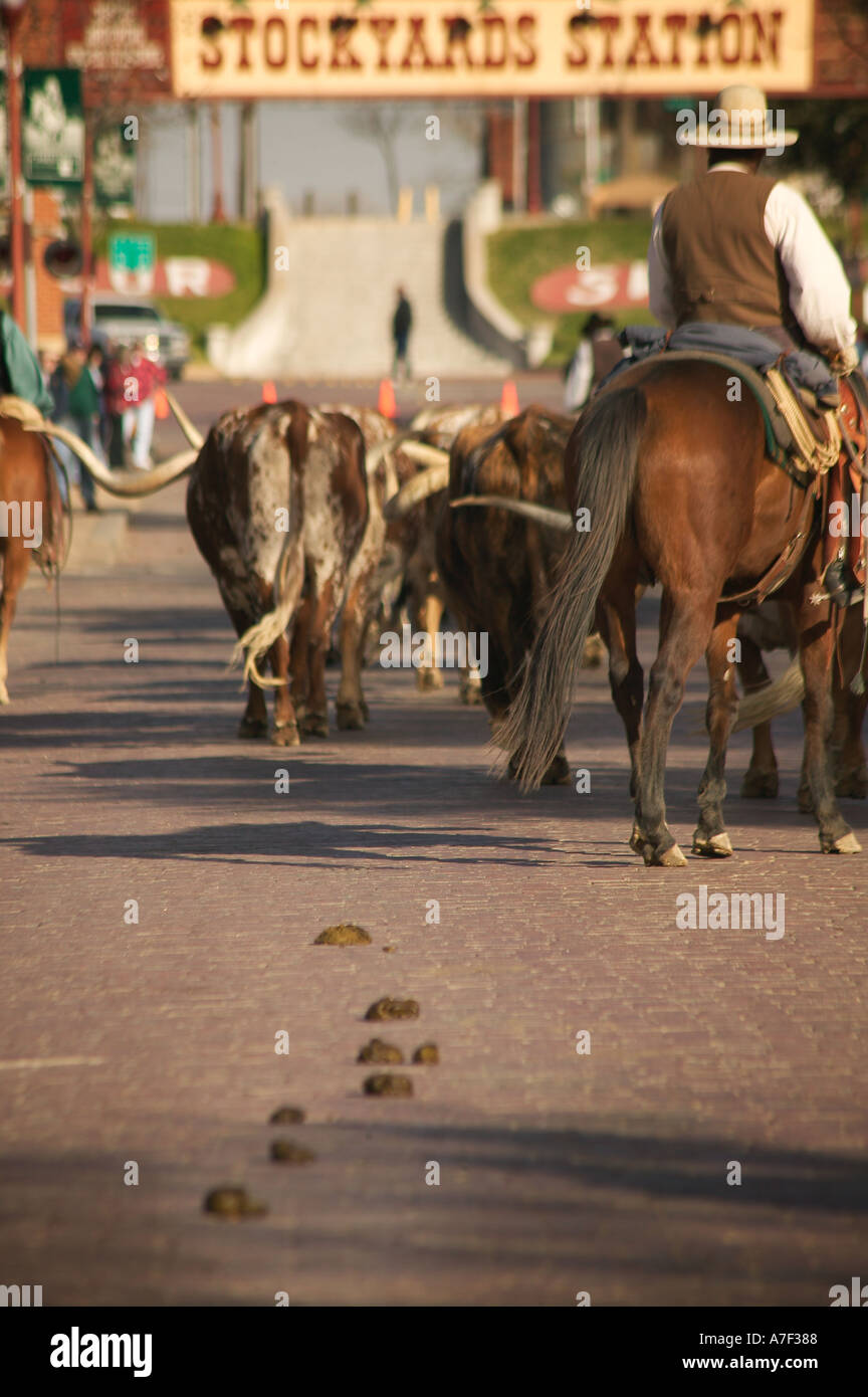 Longhorn Ochsen in Almabtrieb an historischen Ft Wert Stock Yards Texas Stockfoto