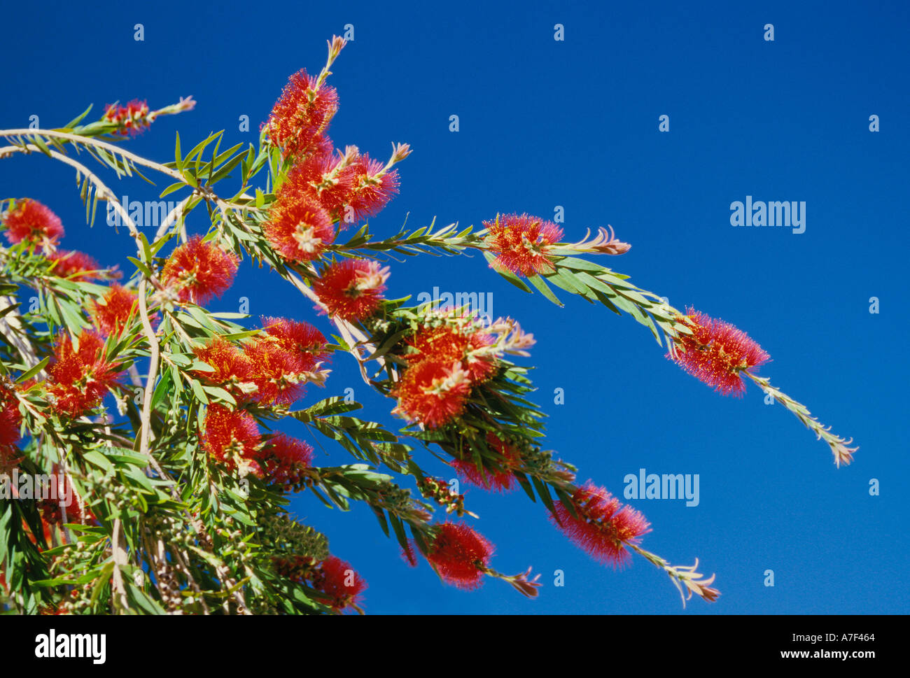 Blühende rote Blumen auf einem Bottlebrush Baum mit einem klaren blauen Himmel im Hintergrund Stockfoto