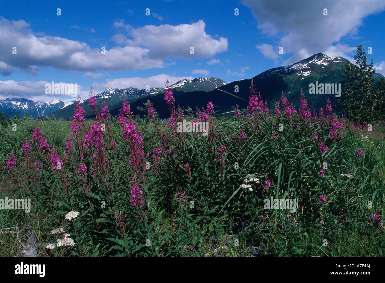 USA Alaska Chugach National Forest Weidenröschen Epilobium Angustifolium und Chugach Range Gipfeln entlang Turnagain Arm Stockfoto