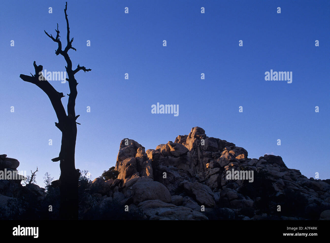 USA Kalifornien Joshua Tree National Park Verwitterter Baum bei Sonnenuntergang in Mojave-Wüste Stockfoto
