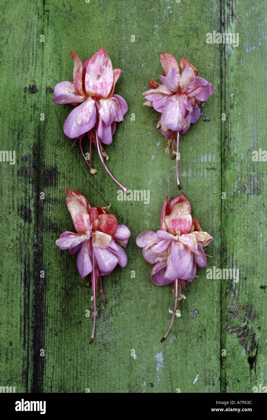 Fuchsia Paula Jane verfallenden Blütenköpfe auf verwitterten grüne Boards in Stillleben zu studieren Stockfoto