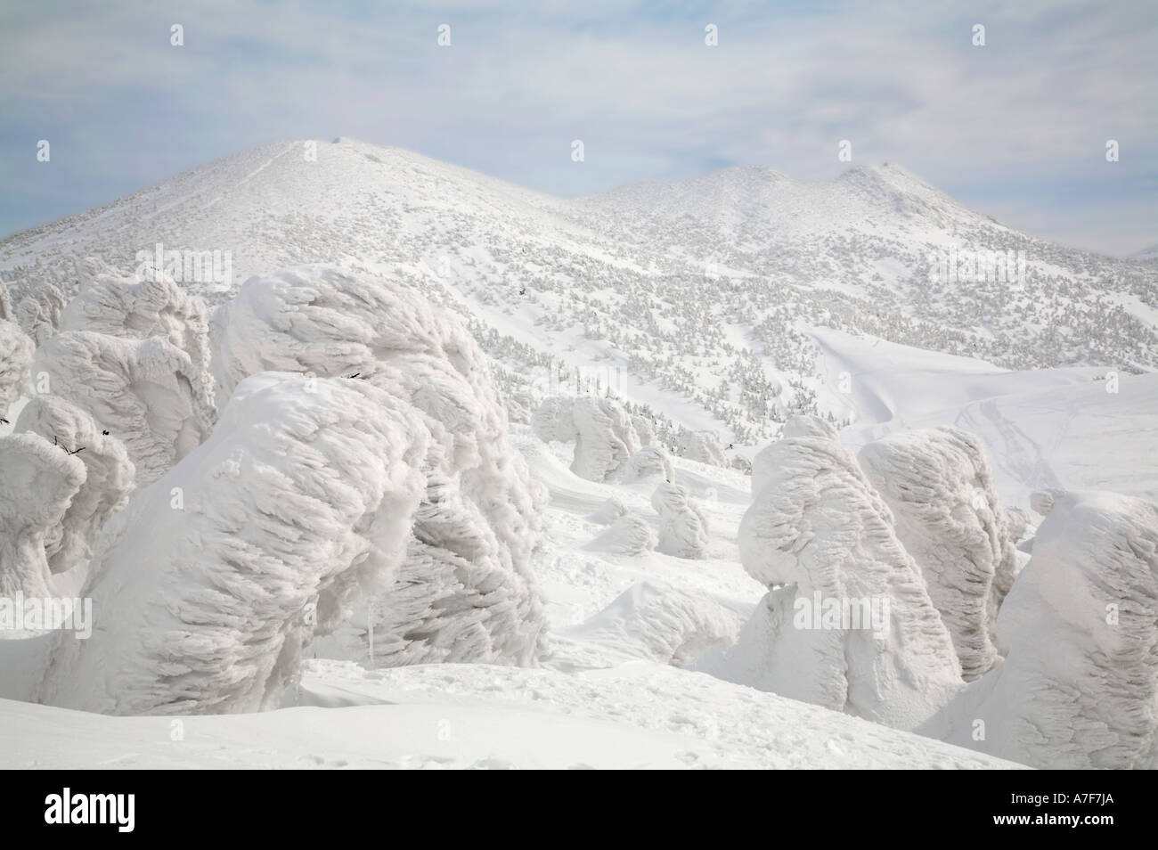 Schnee-Monster - Bäume mit Schnee im Winter Mount Verwaltungssitz Japan auf sie gefroren Stockfoto