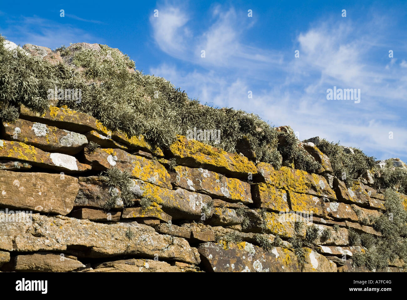 dh Flechten Flechten UK Flechten auf trockenen stonewall Deich Flora Alge Pilz Ramalina Siliquosa Wand Stockfoto