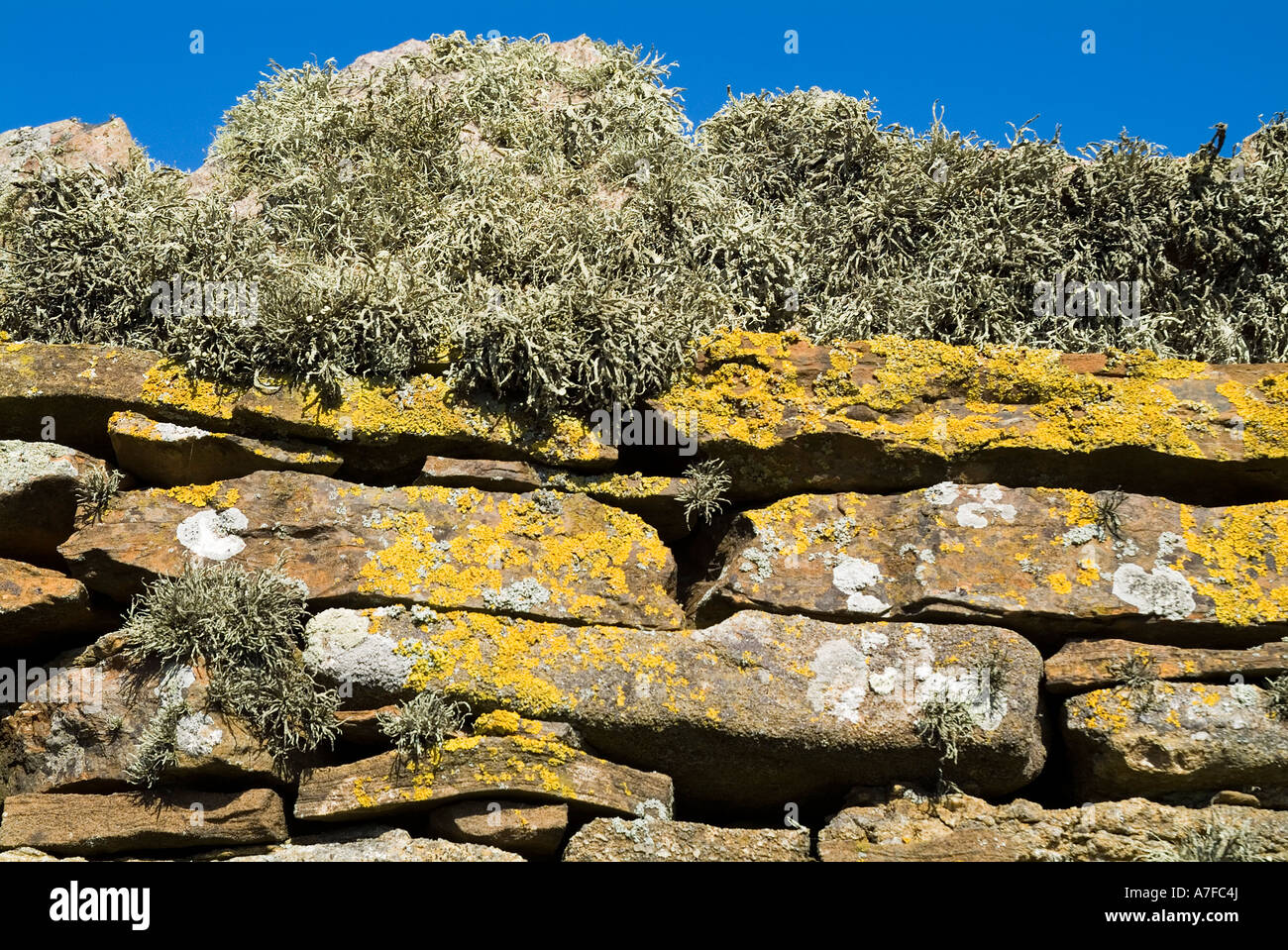 dh Flechten Flechten UK Flechten auf trockenen stonewall Deich Wand Stockfoto