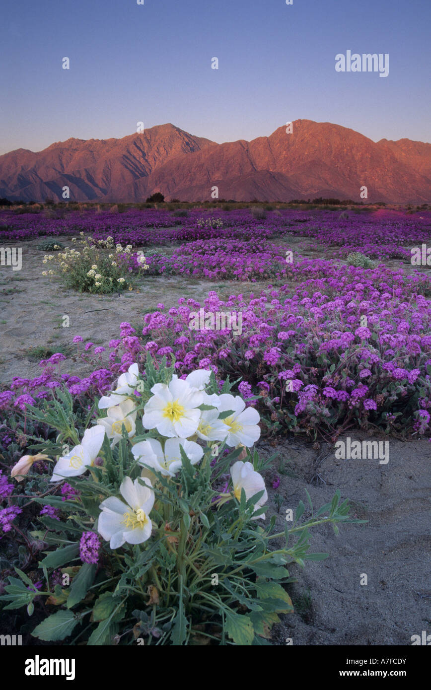 Sand-Verbena Abronia Villosa blüht im Anza Borrego Desert State Park, Kalifornien, USA Stockfoto