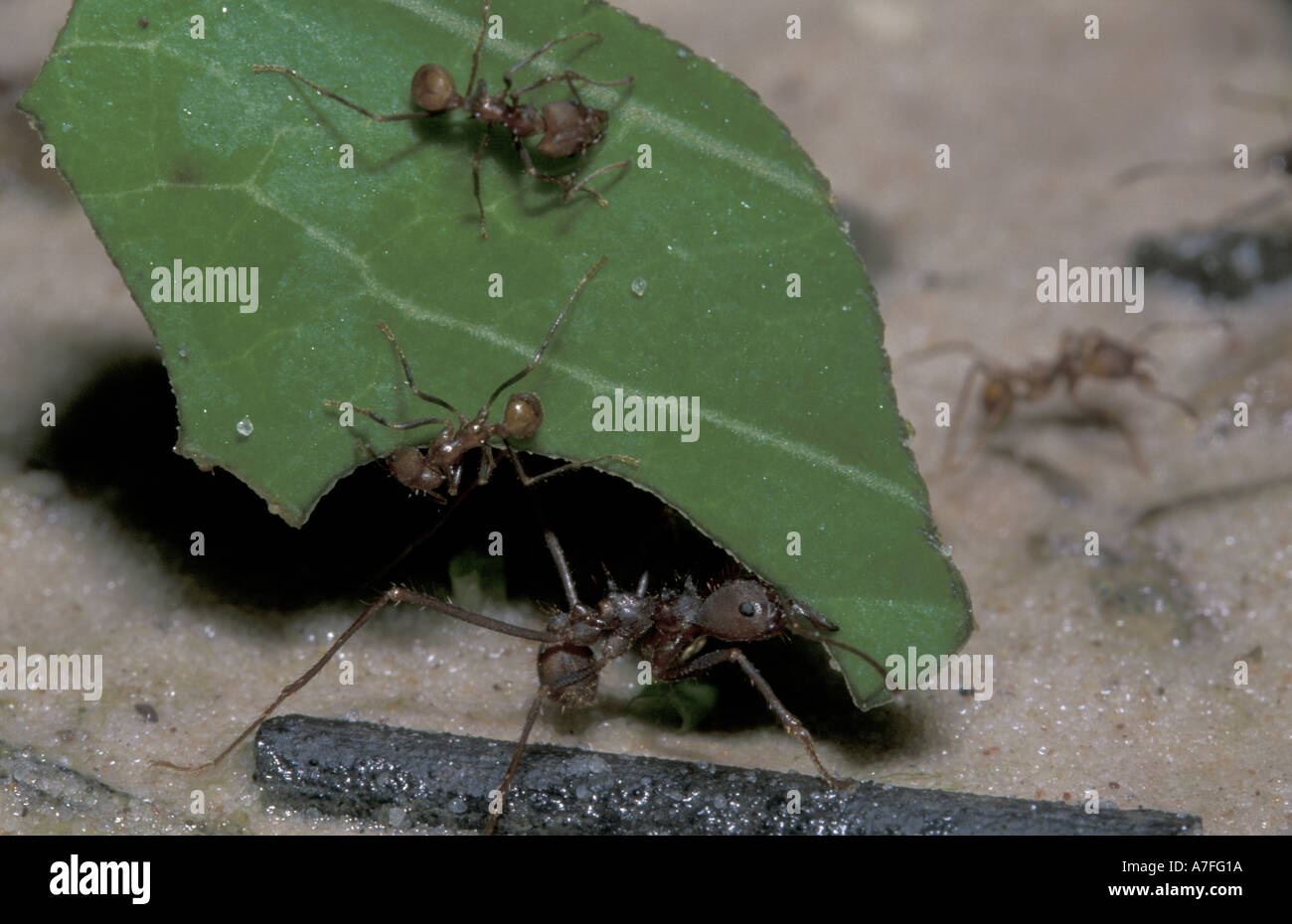 SA, Peru, Madre de Dios, P.N. Manu, Ameisen (Atta sp) Stockfoto