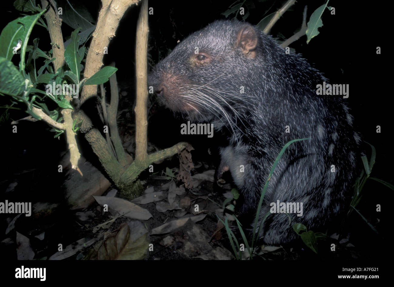 SA, Peru, Madre de Dios, P.N. Manu, Pakarana (Dinomys Branicki) Stockfoto