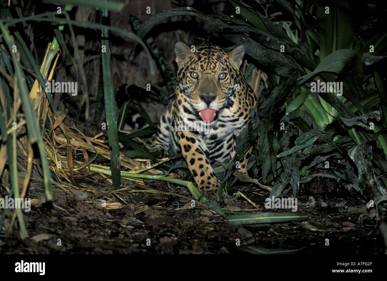 SA, Peru, Madre de Dios, P.N. Manu, Jaguar (Panthera Onca) Stockfoto