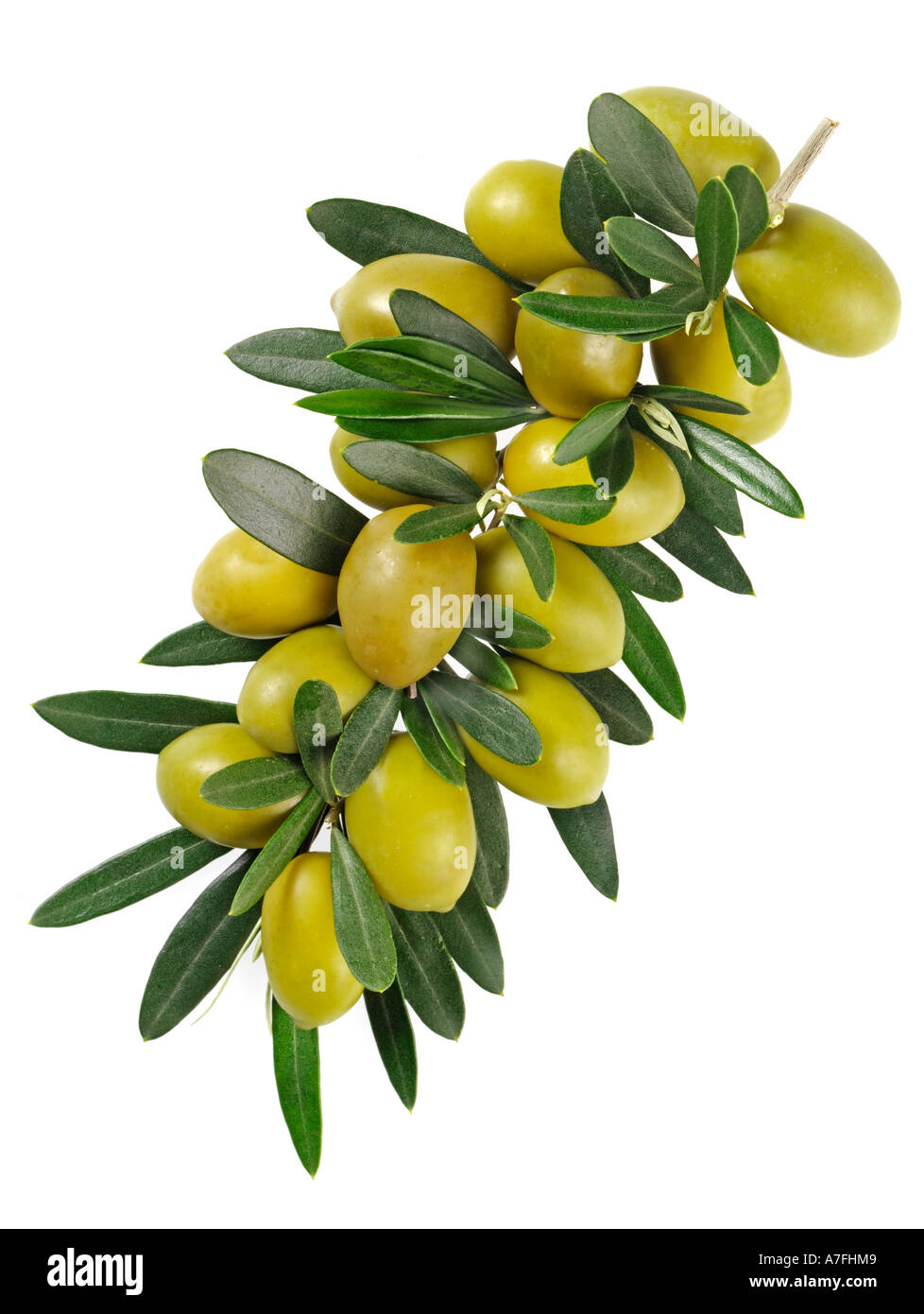 OLIVE BRANCH Stockfoto