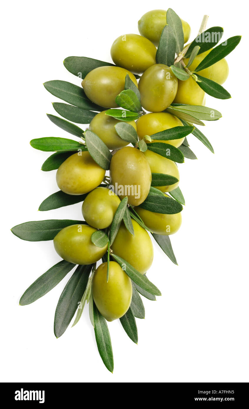 OLIVE BRANCH Stockfoto