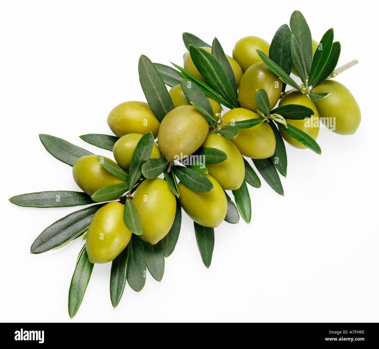 OLIVE BRANCH Stockfoto