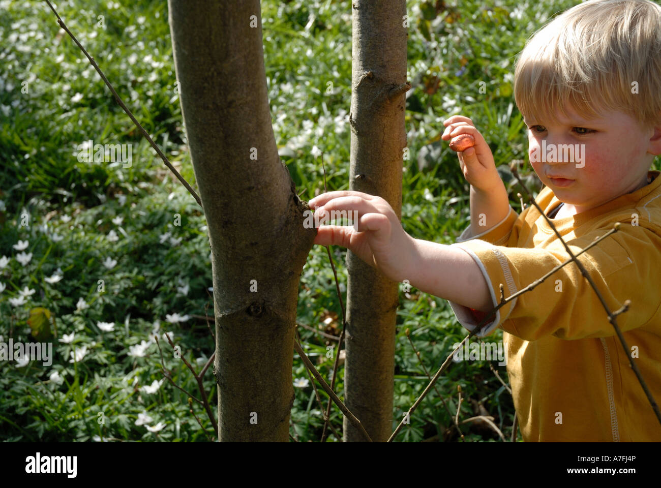 Sussex,England.Easter Ei jagen in den Wäldern Stockfoto