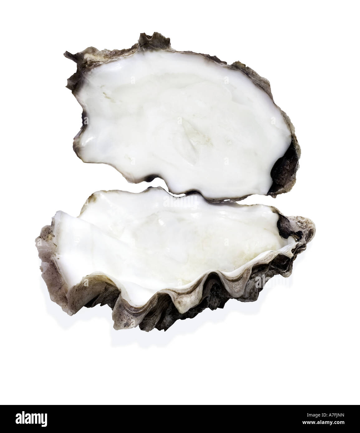 Auster, Austernschale, offene Austernschale ohne Perle, Ausschnitt, Ausschneiden Stockfoto