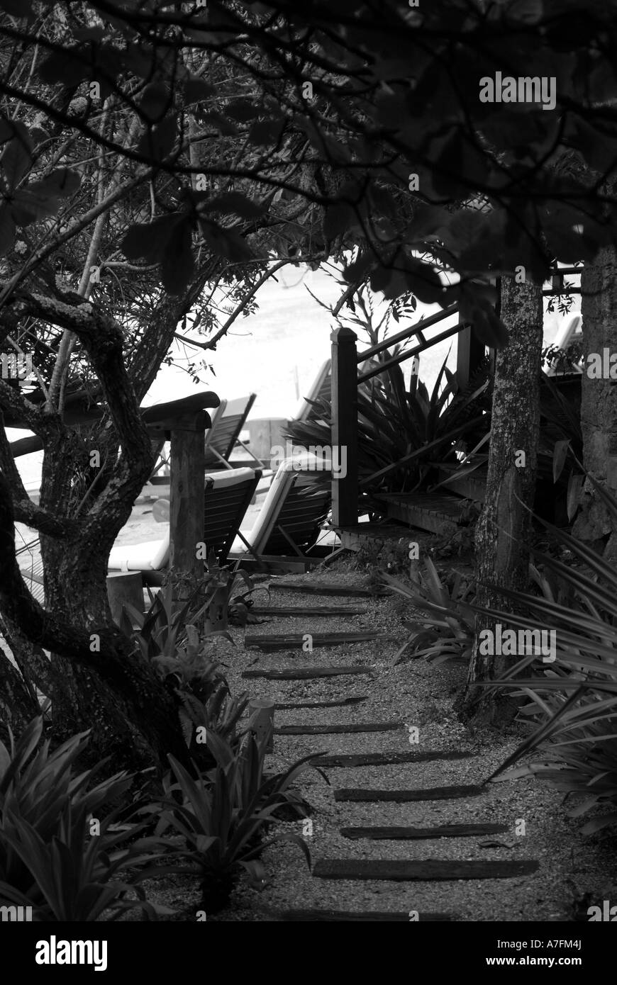 schwarz / weißes Bild Treppe zum Strand bedeckt von einem Baum-tunnel Stockfoto