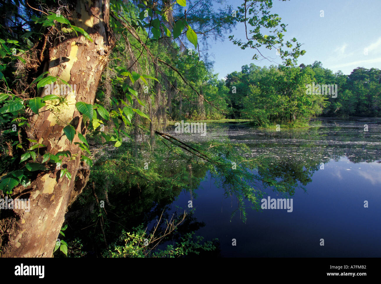 USA, Alabama, Monroe County, Alabama River bayou Stockfoto