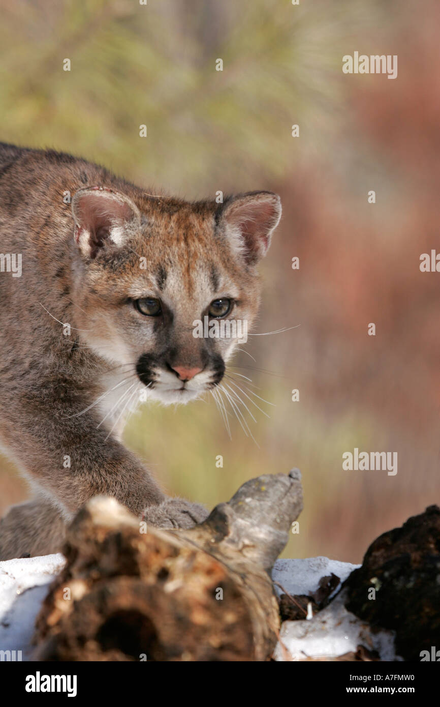 Mountain Lion Kätzchen Jagd in den Wäldern des nördlichen Vereinigten Staaten Stockfoto