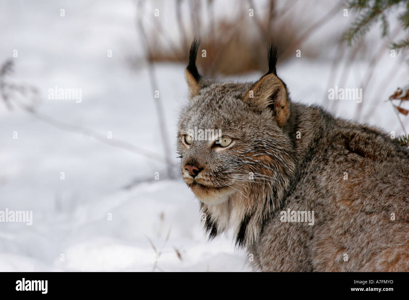 Luchs stehend noch im Schnee während des Winters im Norden der USA Stockfoto