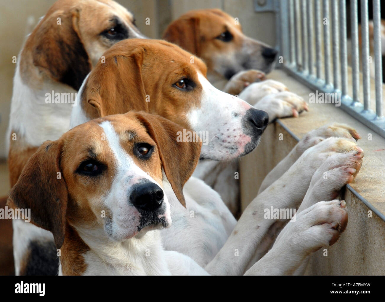 Jagd Harriers, Oxon, UK Stockfoto