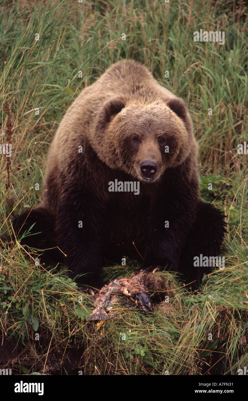 Alaska, Kodiak Island, Heimat der Kodiak Braunbär, der größte terrestrische Fleischfresser in der Welt. Stockfoto