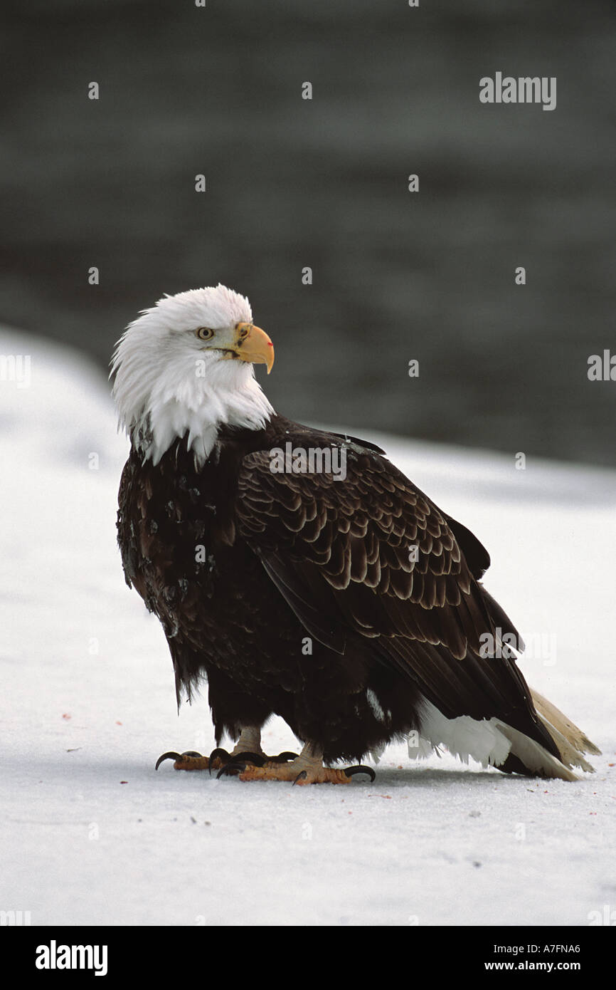 Weißkopf-Seeadler, Winter am Chilkat River, Tal der Adler, Haines, Alaska Stockfoto