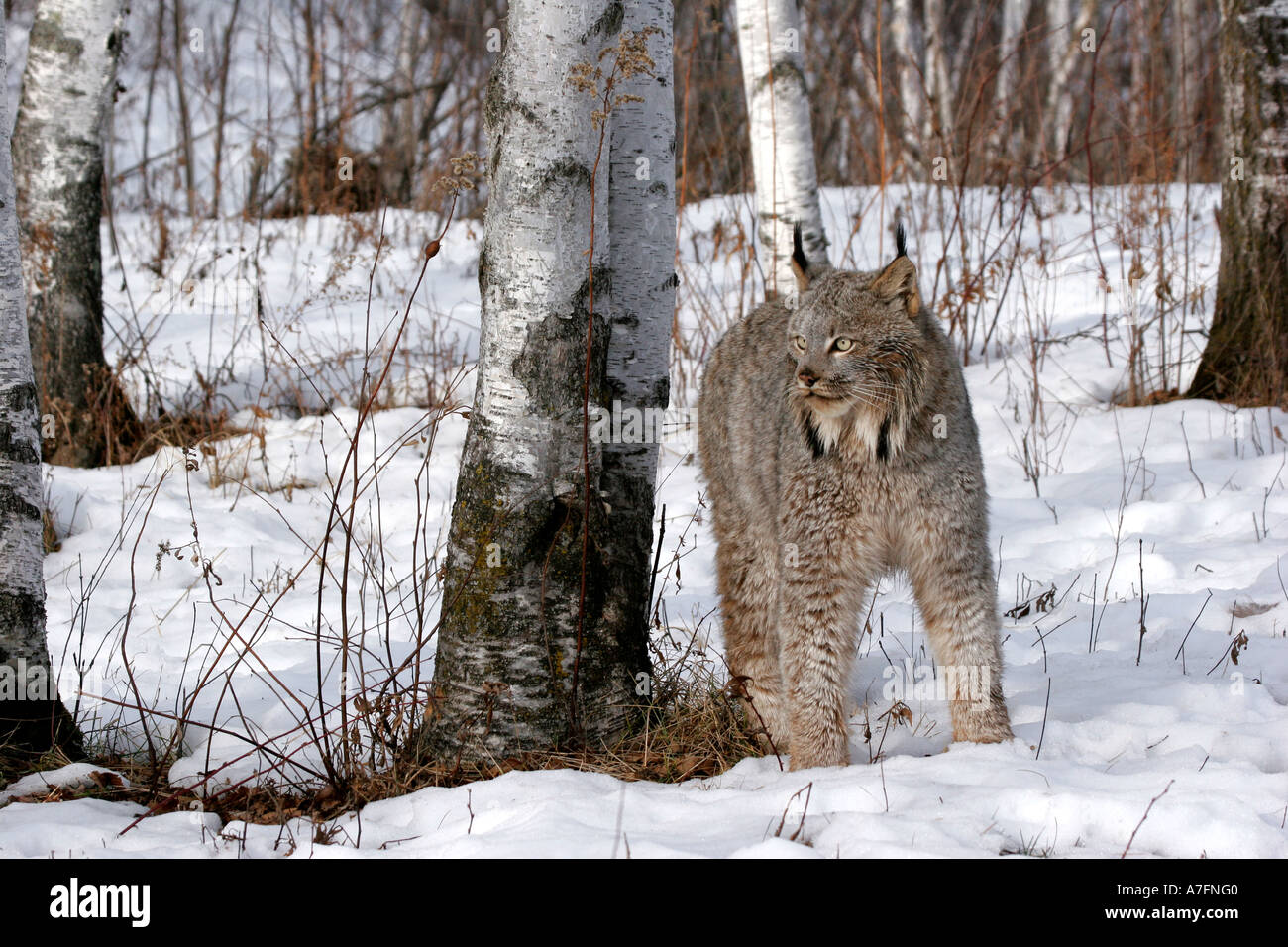 Luchs stehend in den Wäldern des nördlichen Vereinigten Staaten Stockfoto