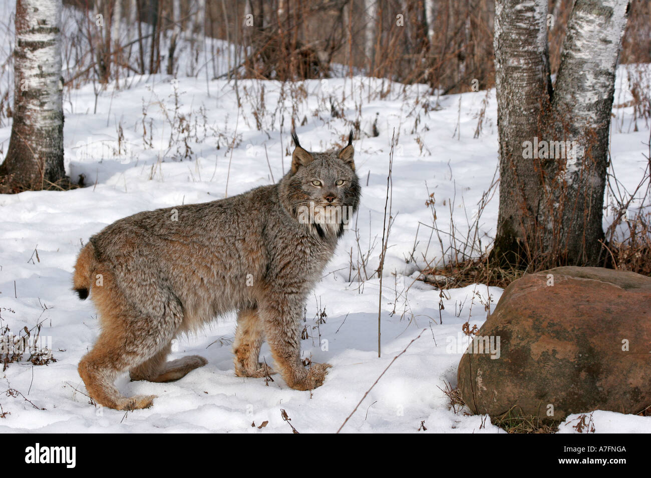 Ein Luchs Nahrungssuche im Norden der USA Stockfoto