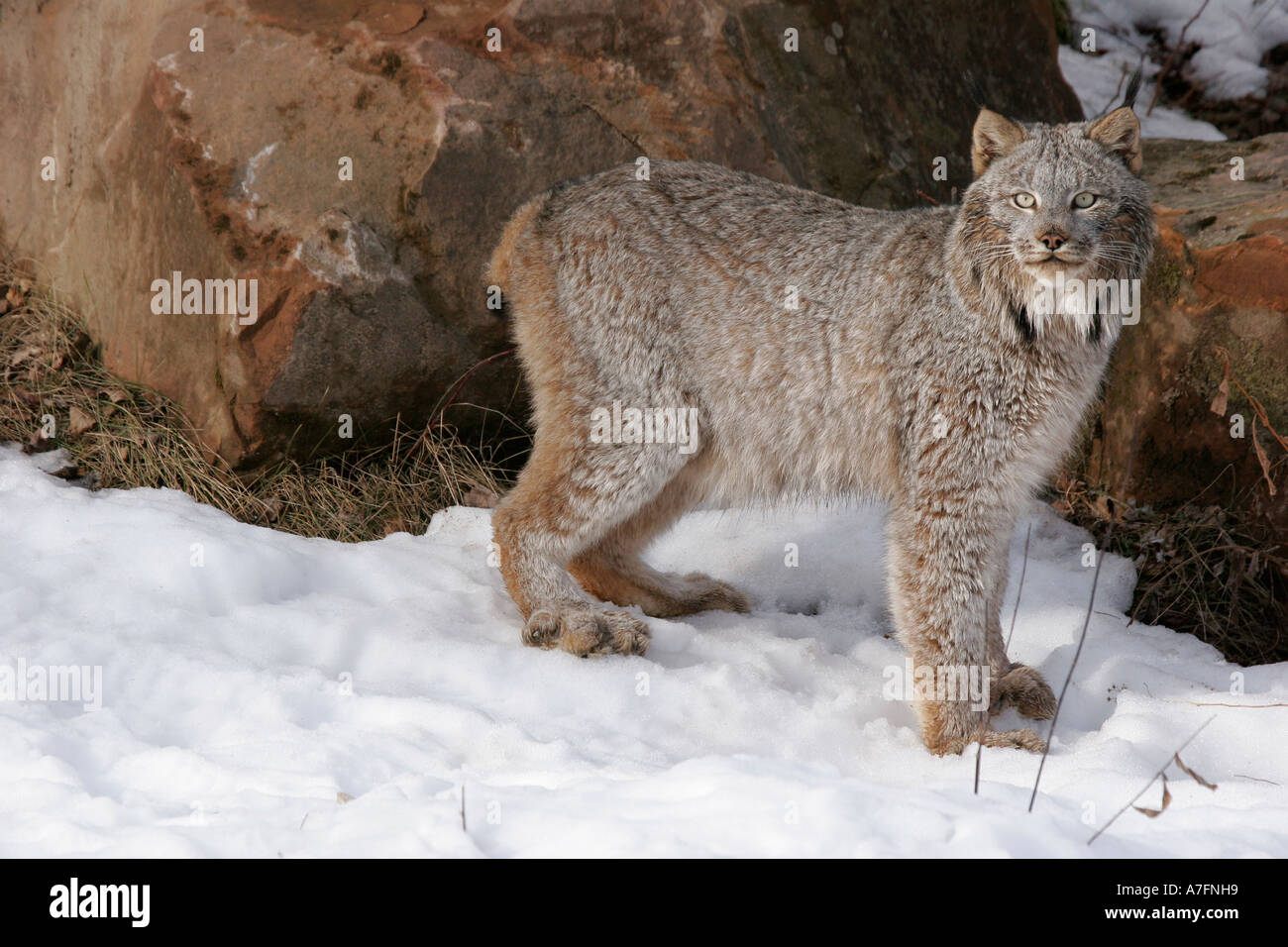 Luchs in der Nähe von einem möglich Den Standort im Norden der USA Stockfoto