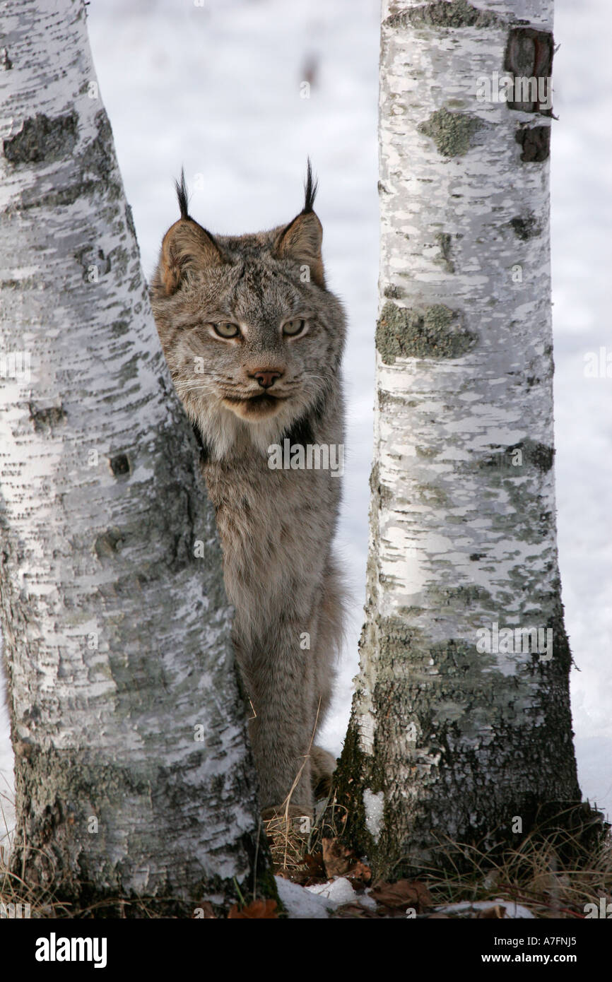 Ein Luchs sitzen zwischen den Stämmen von einer Birke fand in den Nordklimata oder Norden der USA Stockfoto