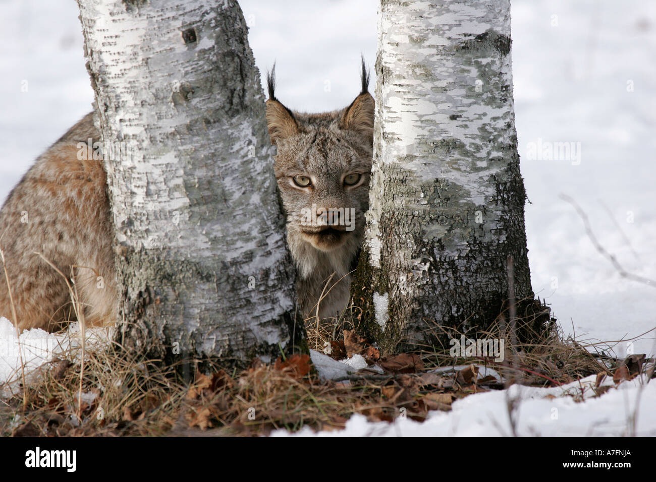 Ein Luchs Verlegung zwischen den Stämmen von einer Birke fand in den Nordklimata oder Norden der USA Stockfoto