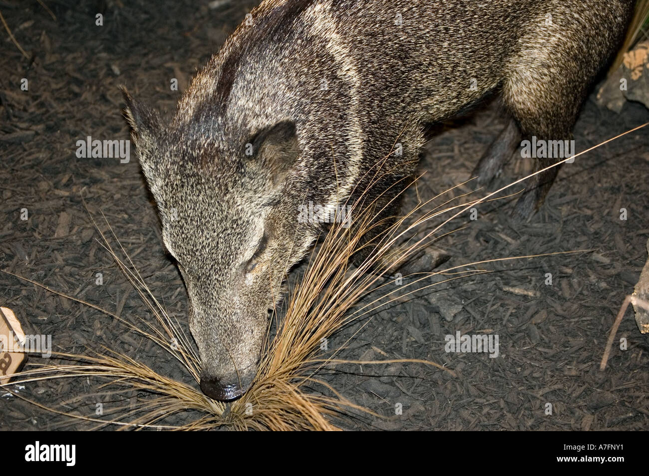 Schwein Wildschwein inmitten der Tierwelt Stockfoto