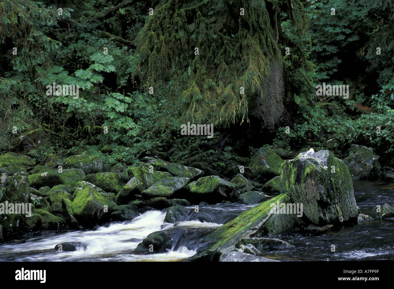 USA, Alaska, Inside Passage, Tongass National Forest Mew Gull auf Felsen Stockfoto