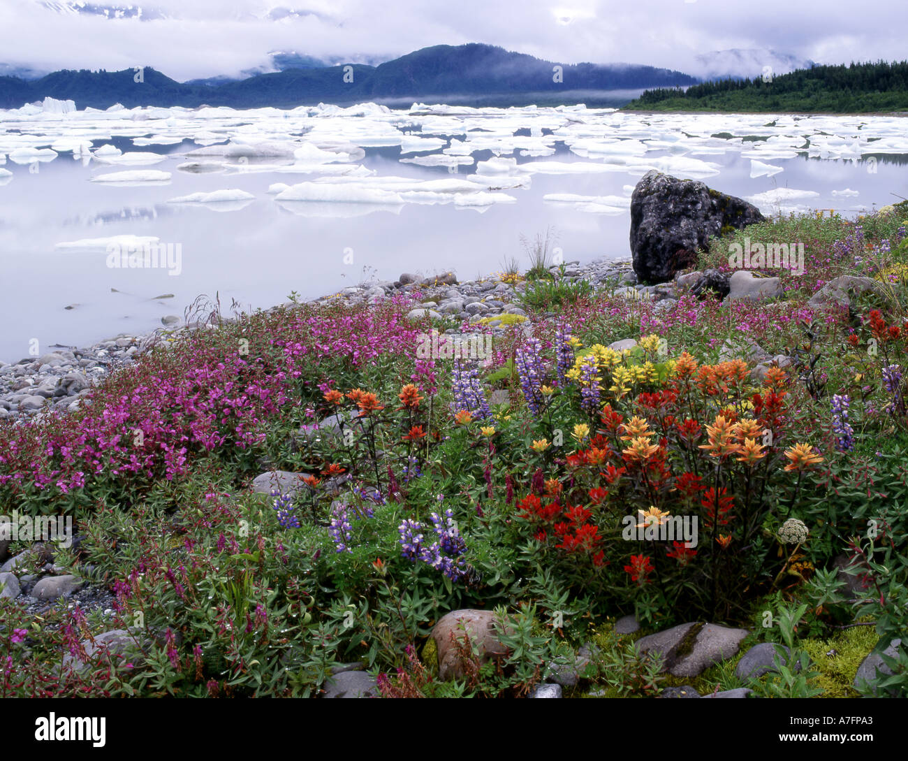 Pinsel, Lupine, Weidenröschen. Eisberge Russell Fiord Wildnis Tongass NF, Alaska. Stockfoto