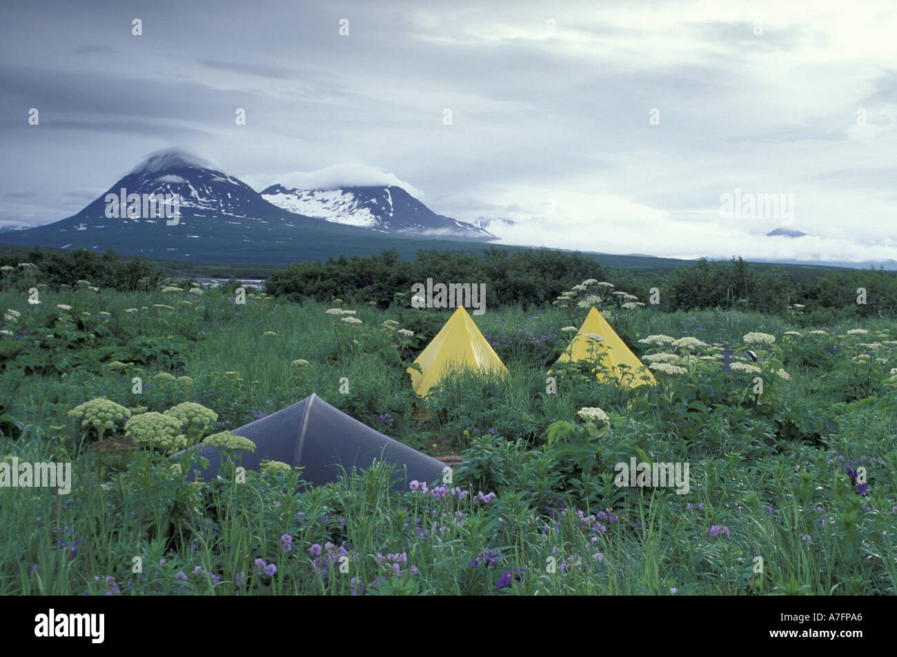 USA, Alaska, Katmai, McNeil River State, Bärenwald, Zelte inmitten von Wildblumen Stockfoto