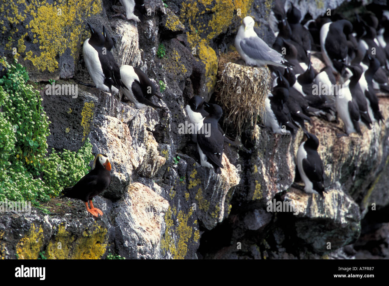 NA, USA, Alaska, Pribilofs, St. Paul Island, Dreizehenmöwen, gemeinsame wärmeren und getuftete Papageientaucher Nisten zusammen auf den Klippen Stockfoto