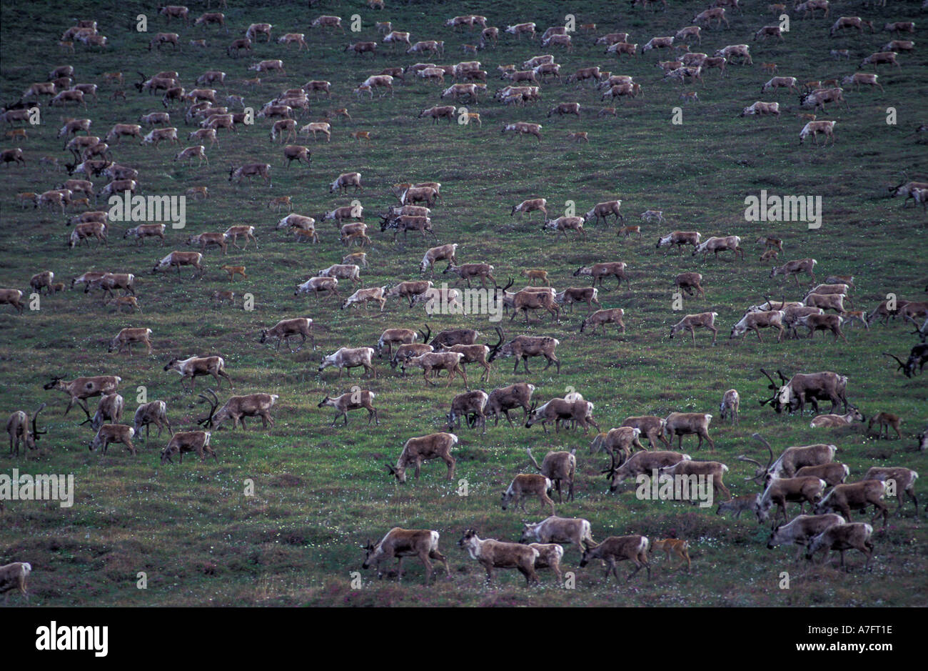 Alaska, ANWR, Porcupine Caribou durchwandern Caribou Pass von coastal plain kalbenden Gründe Stockfoto