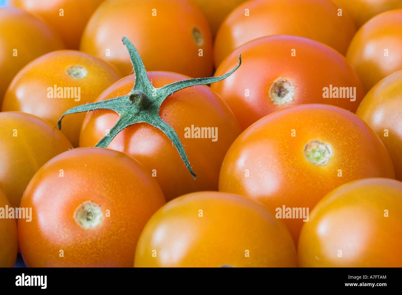 Lycopersicon Esculentum Sungold F1 Tomaten Stockfoto