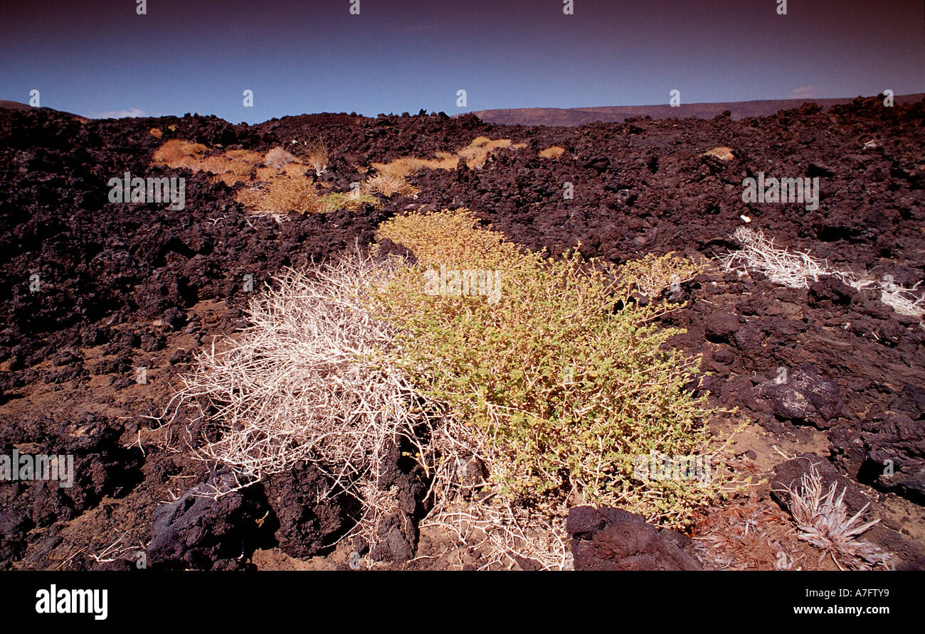 Pflanzen in der Wüste Dschibuti nach Djibouti am Afrika Afar Dreieck Stockfoto