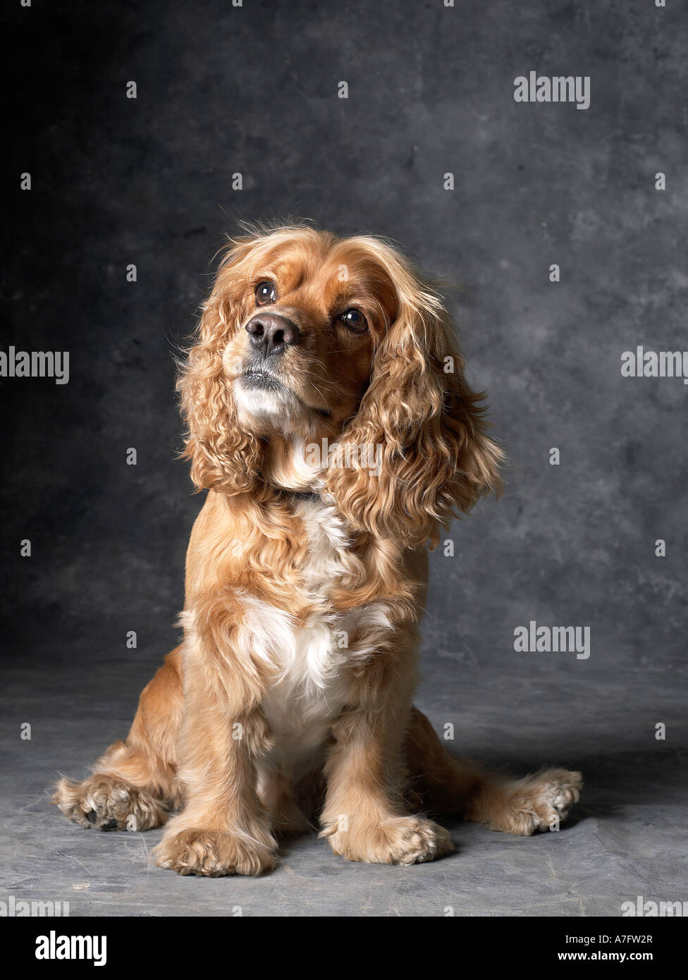 Cocker Spaniel Hund vertikale Stockfoto