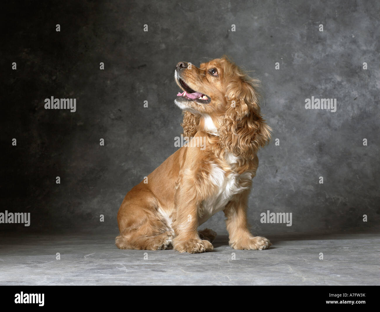 Cocker Spaniel Hund horizontal Stockfoto