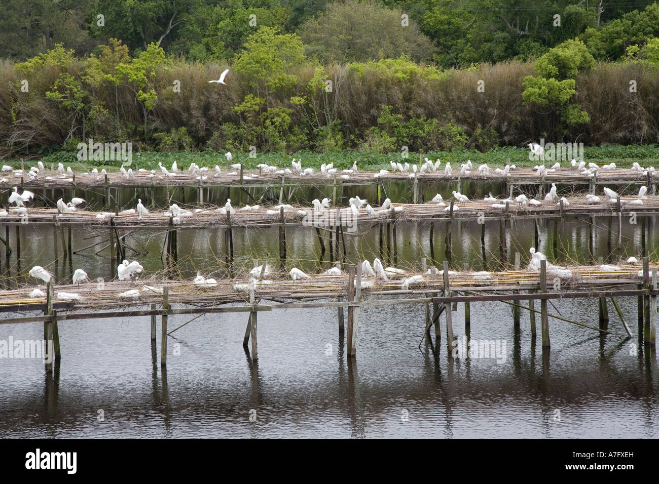 Nisten Reiher Stockfoto