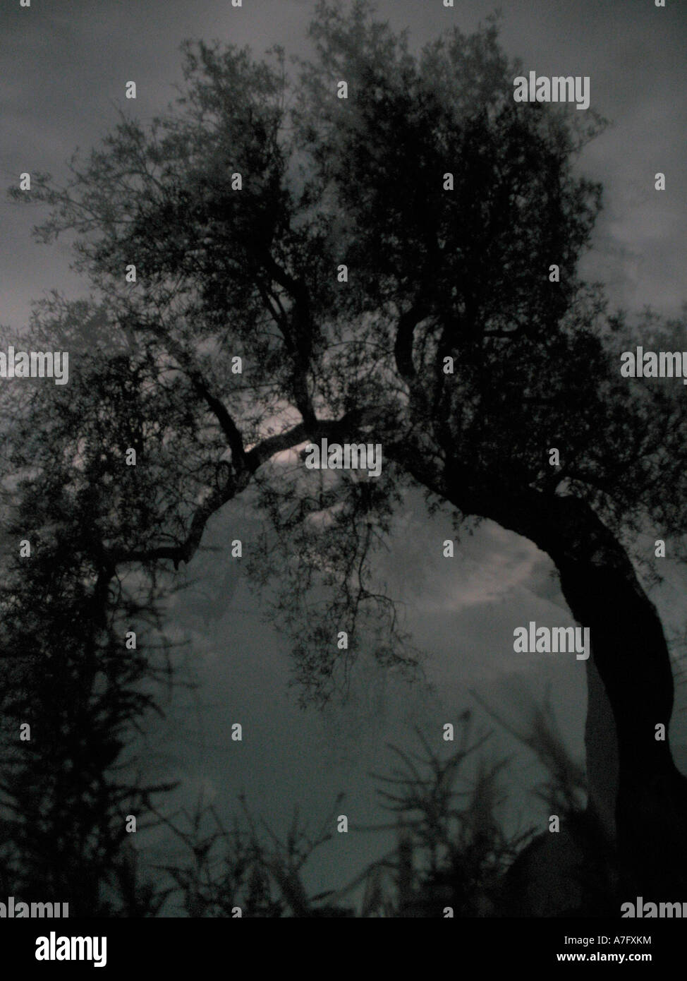 Olivenbaum und Mond in der Nacht in Spanien Stockfoto