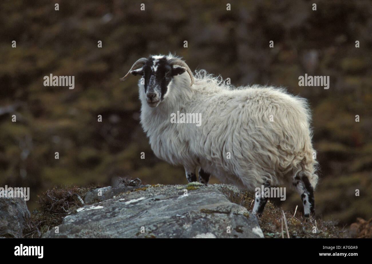 Schaf stehend auf einem Felsen-Schottland Stockfoto