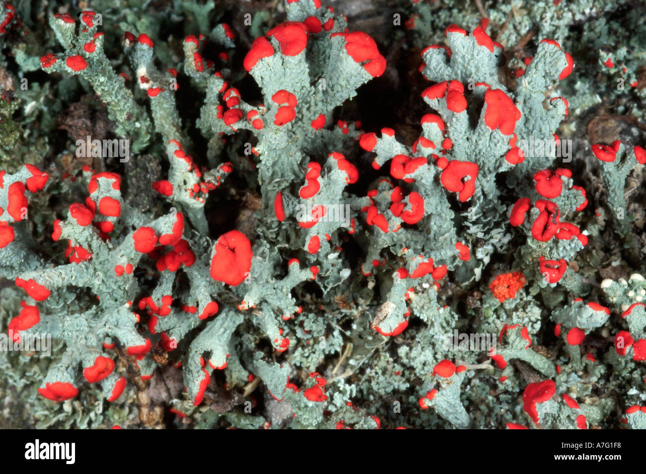 Britischer Soldat Flechten Cladonia cristatella Stockfoto