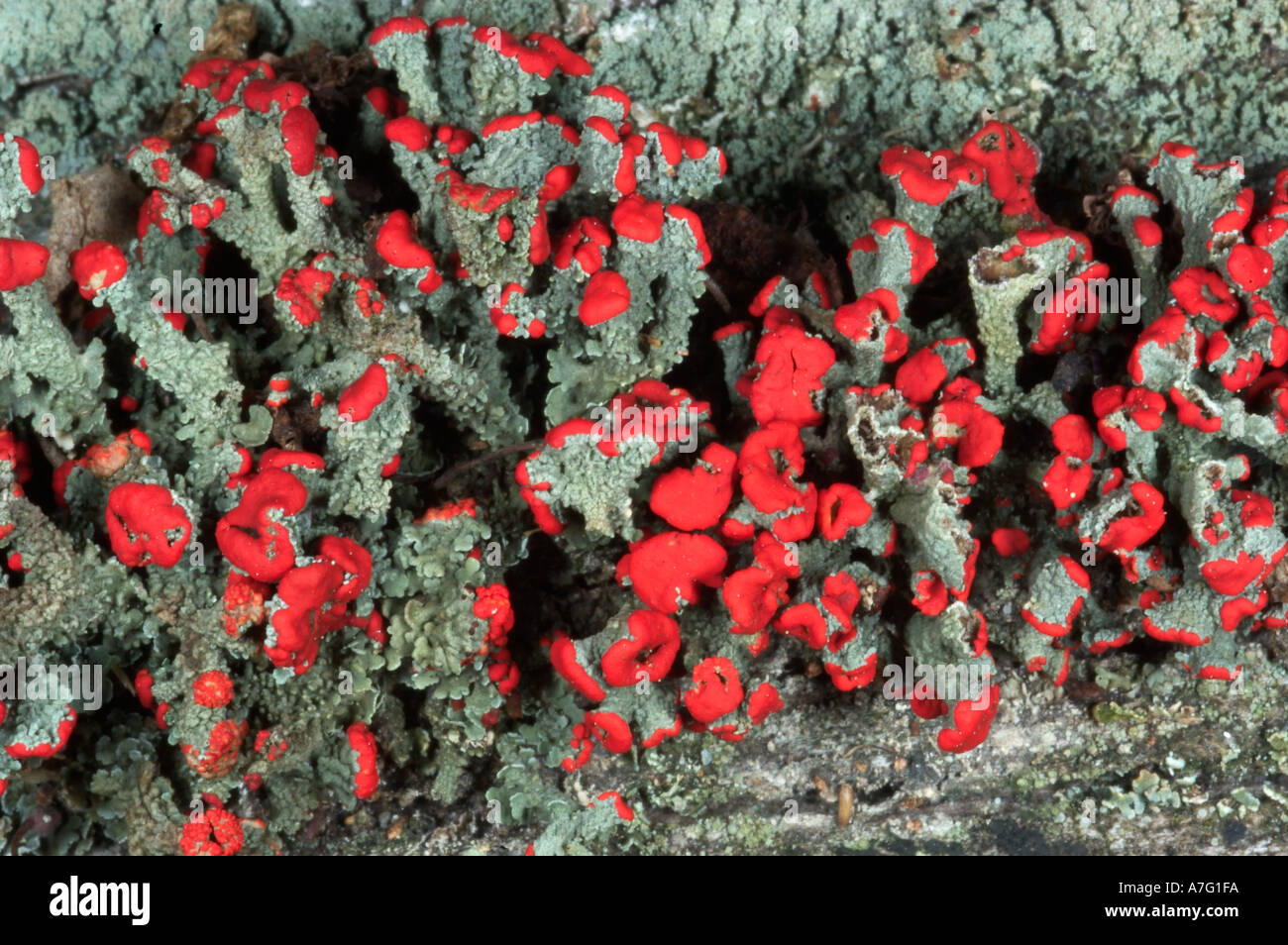 Britischer Soldat Flechten Cladonia cristatella Stockfoto