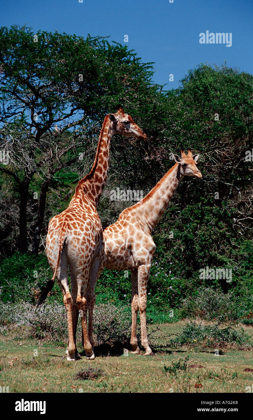 Giraffe Giraffa Plancius South Africa Kruger National Park Stockfoto