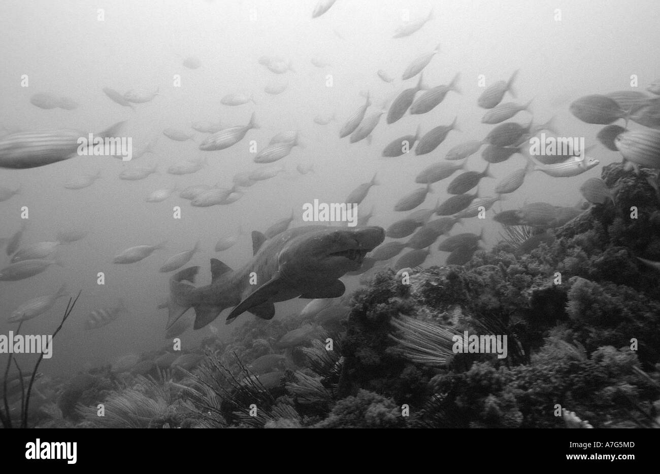 Tigerhai Odontaspis Taurus Sand Südafrika Port Elizabeth Ibhayi Madiba Bay Indischer Ozean Stockfoto