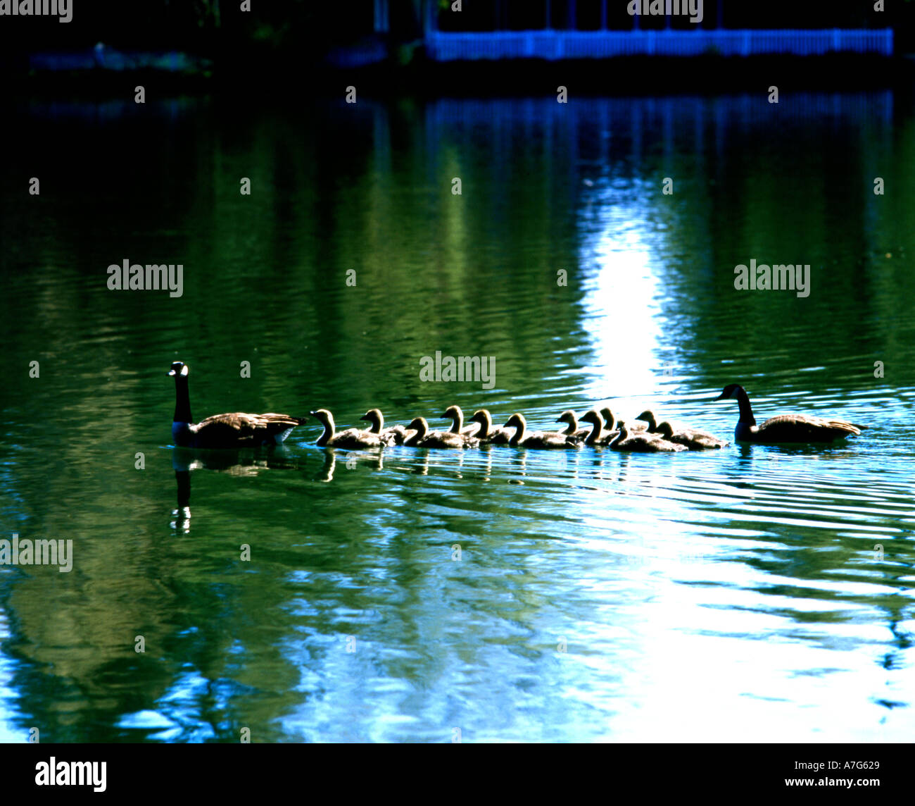Kanadagänse und frisch geschlüpften Gänsel ergreifen, um das Wasser für einen Ausflug im Drake Park in Bend, Oregon Stockfoto