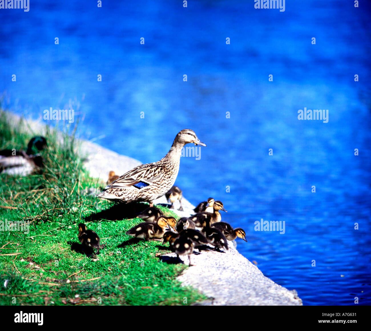 Kanadagänse und frisch geschlüpften Gänsel ergreifen, um das Wasser für einen Familienausflug im Drake Park in Bend, Oregon Stockfoto