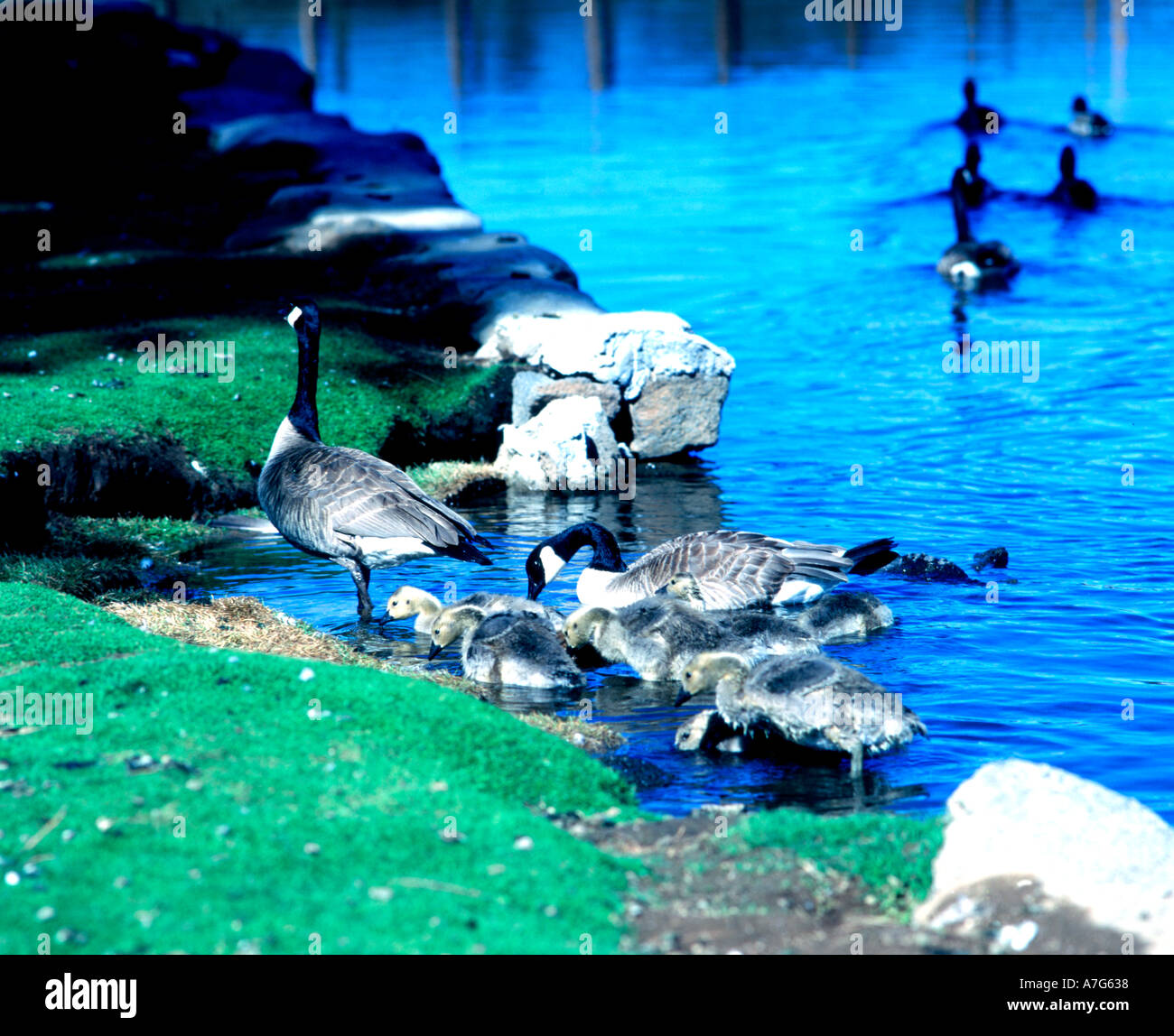 Kanadagänse und frisch geschlüpften Gänsel ergreifen, um das Wasser für einen Familienausflug im Drake Park in Bend, Oregon Stockfoto