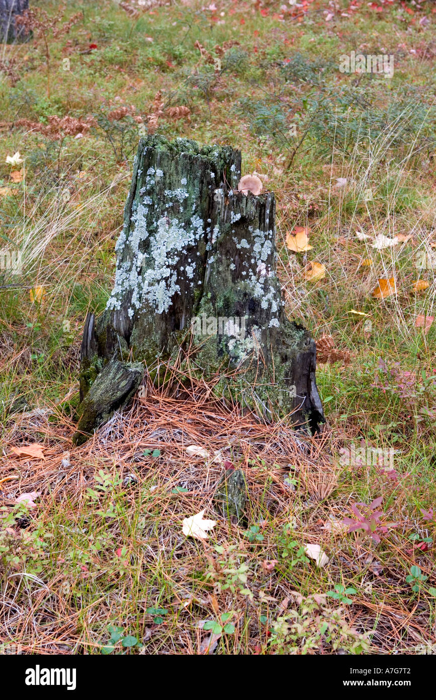 Baumstumpf in einer Waldlichtung Stockfoto